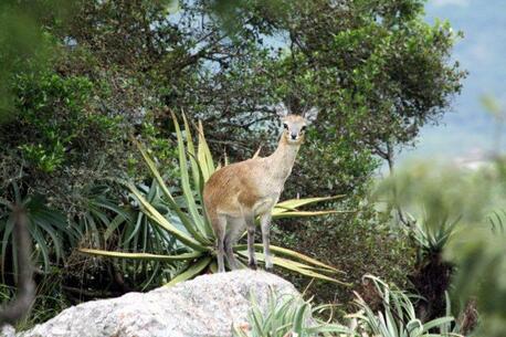 Dubai, Farm & Garden, 218000,  A GEM FIND! Eco Paradise In Nelspruit, Mpumalanga, South Africa