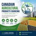 Reliable Canadian Agricultural Products Sourcing For Global Buyers