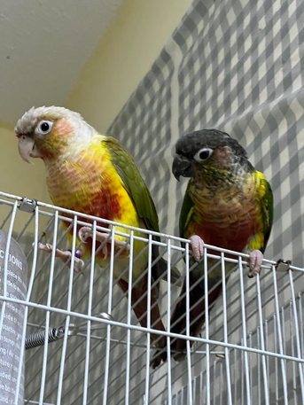 Riyadh, Pet Supplies, SAR 1100,  2 Beautiful Pineapple Conure Pair For Sale