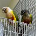 SAR 1100,  2 Beautiful Pineapple Conure Pair For Sale