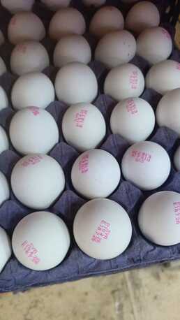 Manama, Food, BHD 15,  Fresh Eggs ( Origin Syria)
