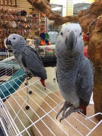 Muscat, Pet Supplies, Cute Female African Grey Parrot For Rehoming