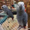 Cute Female African Grey Parrot For Rehoming