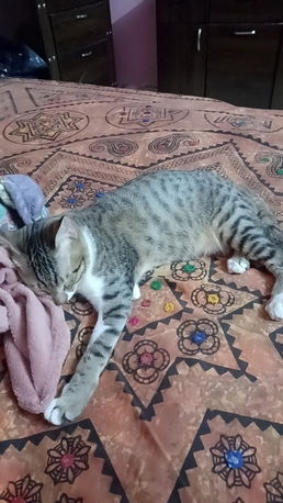 Riyadh, Lost & Found, Lost My 2 Male Cat Please Contact Urgently If Anyone Have Seen Them
