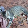 Lost My 2 Male Cat Please Contact Urgently If Anyone Have Seen Them