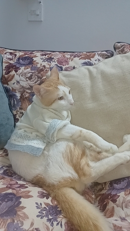 Riyadh, Lost & Found, Lost My 2 Male Cat Please Contact Urgently If Anyone Have Seen Them