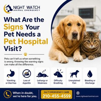 New York, Health, What Are The Signs Your Pet Needs A Pet Hospital Visit?