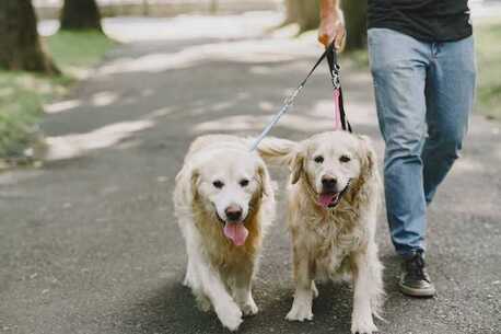 Mumbai, Pet Sitting, Dog Walking Services In Srinagar JK