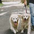 Dog Walking Services In Srinagar JK