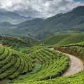 Darjeeling & Gangtok 4Nights 5Days Starting From 17000/-
