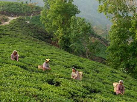 Mumbai, Travel, Darjeeling & Gangtok 4Nights 5Days Starting From 17000/-