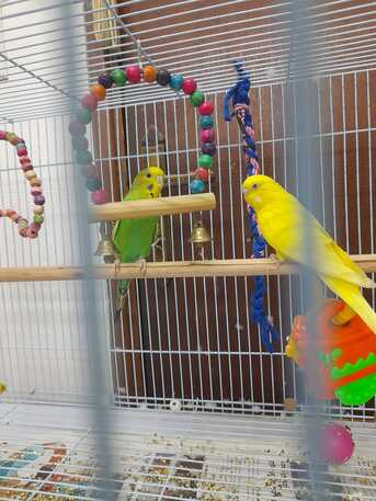 Al Khobar Al Shamalia, Pet Supplies, SAR 200,  BIRDGIES 200 SR