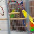 SAR 200,  BIRDGIES 200 SR