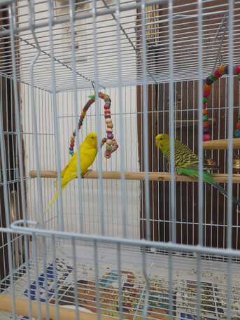 Al Khobar Al Shamalia, Pet Supplies, SAR 200,  BIRDGIES 200 SR