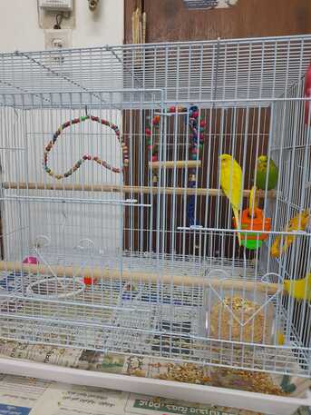 Al Khobar Al Shamalia, Pet Supplies, SAR 200,  BIRDGIES 200 SR