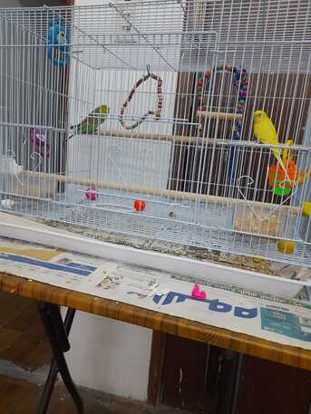 Al Khobar Al Shamalia, Pet Supplies, SAR 200,  BIRDGIES 200 SR
