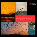 Flying Birds Pictures