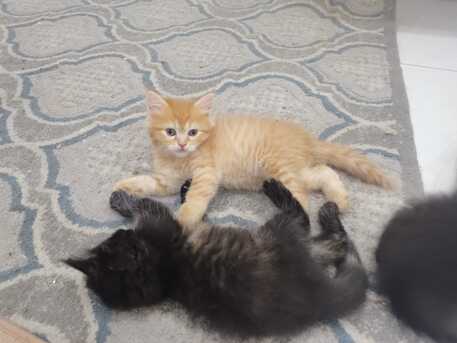 Manama, Pet Adoption, Half My Life Has Been Spent Looking For Safety. (1.5 Months Old)