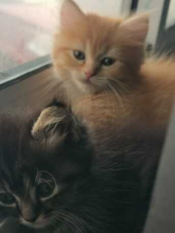 Manama, Pet Adoption, Half My Life Has Been Spent Looking For Safety. (1.5 Months Old)