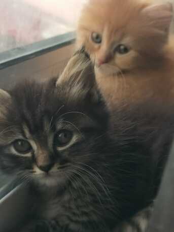 Manama, Pet Adoption, Half My Life Has Been Spent Looking For Safety. (1.5 Months Old)
