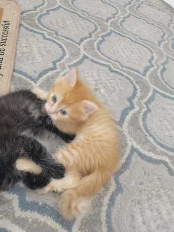 Manama, Pet Adoption, Half My Life Has Been Spent Looking For Safety. (1.5 Months Old)
