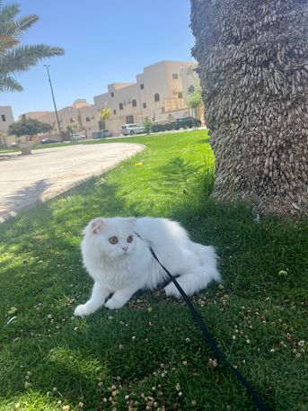 Madinah, Pet Supplies, SAR 500,  Mix Bread (Scottish + Persian) Cat For Sell