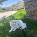 SAR 500,  Mix Bread (Scottish + Persian) Cat For Sell