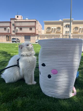 Madinah, Pet Supplies, SAR 500,  Mix Bread (Scottish + Persian) Cat For Sell