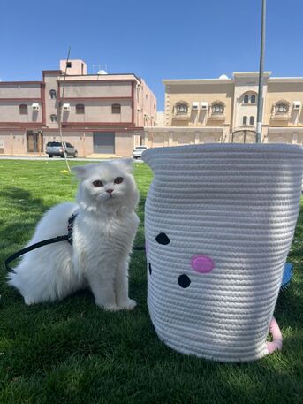 Madinah, Pet Supplies, SAR 500,  Mix Bread (Scottish + Persian) Cat For Sell