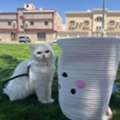 SAR 200,  Cat For Adoption Mix Bread Cat (Scottish + Persian)