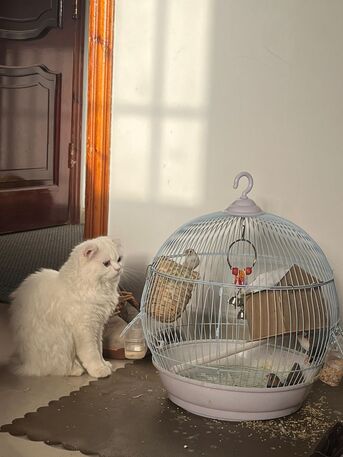 Madinah, Pet Supplies, SAR 500,  Mix Bread (Scottish + Persian) Cat For Sell