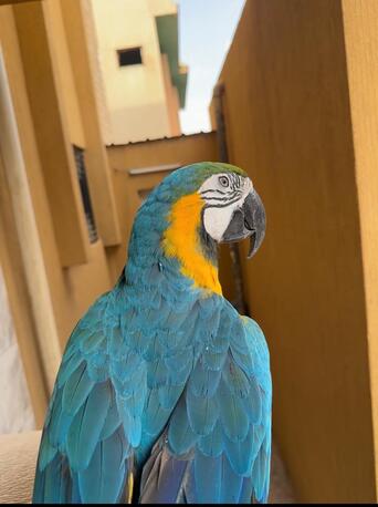 Riyadh, Pet Supplies, SAR 12000,  Beautiful Talking Blue-and-Gold Macaw For Sale ????