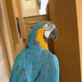 SAR 12000,  Beautiful Talking Blue-and-Gold Macaw For Sale ????