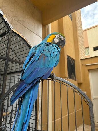 Riyadh, Pet Supplies, SAR 12000,  Beautiful Talking Blue-and-Gold Macaw For Sale ????