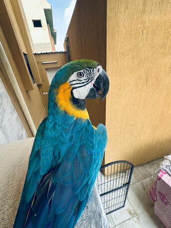Riyadh, Pet Supplies, SAR 12000,  Beautiful Talking Blue-and-Gold Macaw For Sale ????