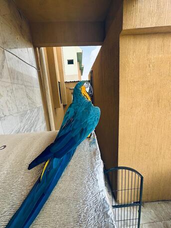 Riyadh, Pet Supplies, SAR 12000,  Beautiful Talking Blue-and-Gold Macaw For Sale ????