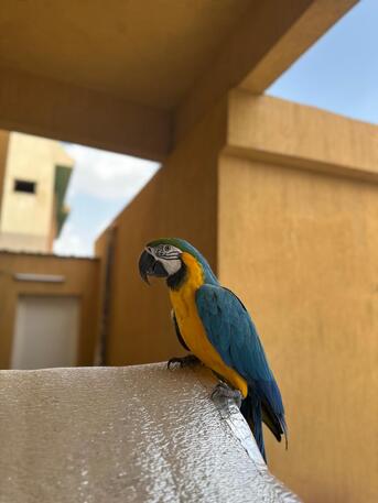 Riyadh, Pet Supplies, SAR 12000,  Beautiful Talking Blue-and-Gold Macaw For Sale ????