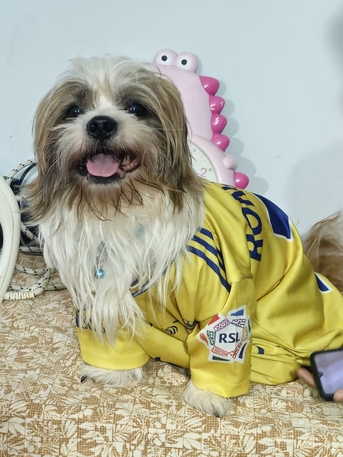 Manama, Pet Supplies, BHD 30,  Shihtzu Dog For Sale