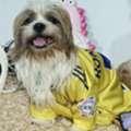 BHD 30, Shihtzu Dog For Sale