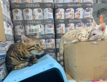 Al Malaz, Pet Adoption, Bengal Cats For Adoption