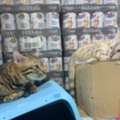 Bengal Cats For Adoption