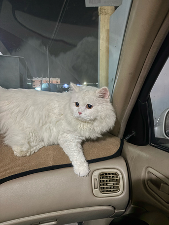 Al Wajh, Pet Supplies, SAR 1,  White Cat