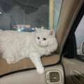 SAR 1,  White Cat