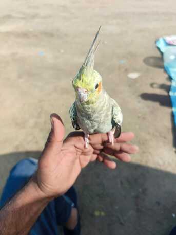 Dammam, Pet Supplies, SAR 200,  Cocktateil Budgies Parakeet