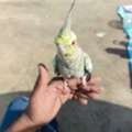 SAR 200,  Cocktateil Budgies Parakeet