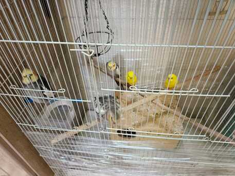Dammam, Pet Supplies, SAR 200,  Cocktateil Budgies Parakeet