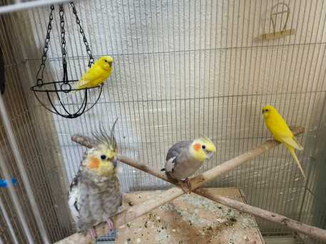 Dammam, Pet Supplies, SAR 200,  Cocktateil Budgies Parakeet