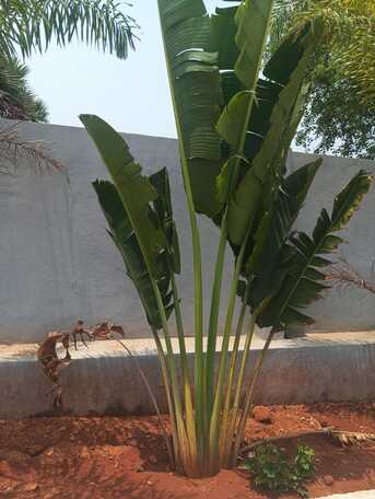 Hyderabad, Residential Plots, INR 26000,  167 Sq. Yard,  HMDA Gated Residential Plots In Kandukur 100 Ft Road Srisailam Highway ORR 14