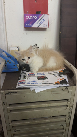 Jeddah, Farm & Garden, SAR 250,  KITTEN FOR SALE