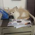 SAR 250,  KITTEN FOR SALE